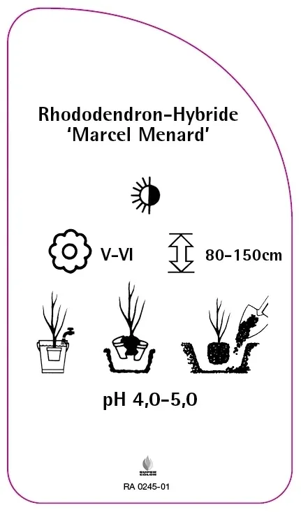 etykiety-rododendron-hybride-marcel-menard