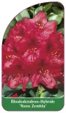 etykiety-rododendron-hybride-nova-zembla