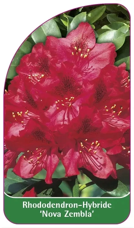 etykiety-rododendron-hybride-nova-zembla-stan-nowy