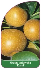 etykiety-szkolkarskie-grusza-azjatycka-kosui