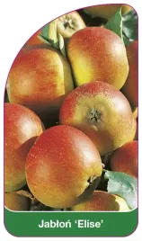 etykiety-szkolkarskie-z-gumka-jablon-elise