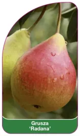 etykiety-szkolkarskie-do-roslin-grusza-radana