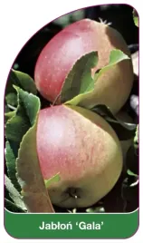 etykiety-szkolkarskie-z-gumka-jablon-gala