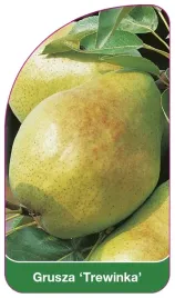 etykiety-szkolkarskie-do-roslin-grusza-trewinka
