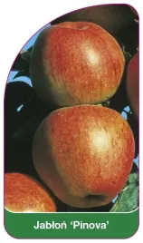 etykiety-szkolkarskie-z-gumka-jablon-pinova