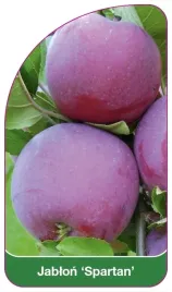 etykiety-szkolkarskie-z-gumka-jablon-spartan