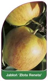 etykiety-szkolkarskie-z-gumka-jablon-zlota-reneta