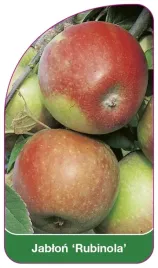 etykiety-szkolkarskie-z-gumka-jablon-rubinola