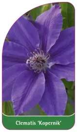 etykiety-szkolkarskie-clematis-kopernik