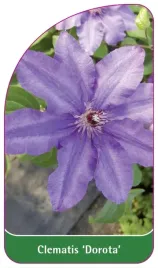 etykiety-szkolkarskie-clematis-dorota