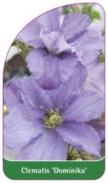 etykiety-szkolkarskie-clematis-dominika