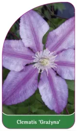 etykiety-szkolkarskie-clematis-grazyna