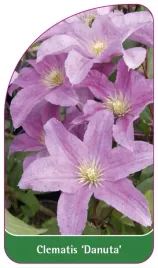 etykiety-szkolkarskie-clematis-danuta