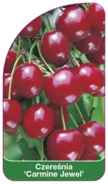 etykiety-szkolkarskie-czeresnia-carmine-jewel