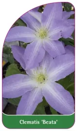 etykiety-szkolkarskie-clematis-beata