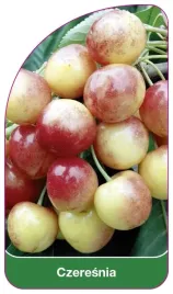 etykiety-szkolkarskie-czeresnia