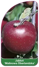 etykiety-szkolkarskie-jablon-malinowa-oberlandzka