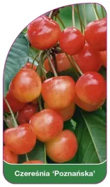 etykiety-szkolkarskie-czeresnia-poznanska