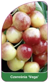 etykiety-szkolkarskie-czeresnia-vega