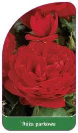 etykiety-szkolkarskie-roza-parkowa-nr-411