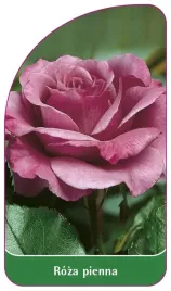 etykiety-szkolkarskie-roza-pienna-nr-15