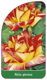 etykiety-szkolkarskie-roza-pienna-nr-10