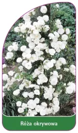 etykiety-szkolkarskie-roza-okrywowa-nr-296