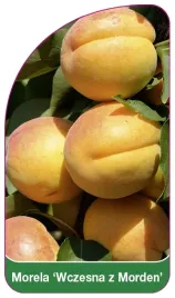 etykiety-szkolkarskie-morela-wczesna-z-morden