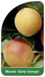 etykiety-szkolkarskie-z-gumka-morela-early-orange