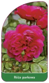 etykiety-szkolkarskie-roza-parkowa-nr-412