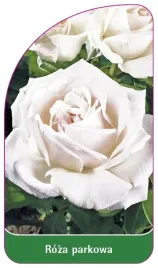 etykiety-szkolkarskie-roza-parkowa-nr-409