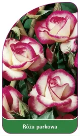 etykiety-szkolkarskie-roza-parkowa-nr-322