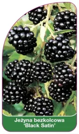 etykiety-do-roslin-jezyna-bezkolcowa-black-satin