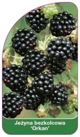 etykiety-szkolkarskie-jezyna-bezkolcowa-orkan