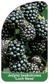 etykiety-szkolkarskie-jezyna-bezkolcowa-loch-ness