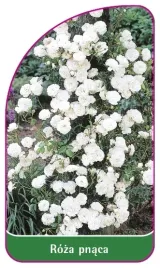 etykiety-szkolkarskie-roza-pnaca-nr-310-b