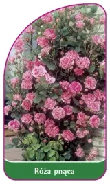etykiety-szkolkarskie-roza-pnaca-nr-314-b