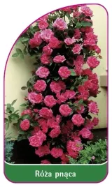 etykiety-szkolkarskie-roza-pnaca-nr-314-a