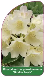 etykiety-rozanecznik-jakuszimanski-golden-torch