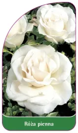 etykiety-szkolkarskie-roza-pienna-nr-46