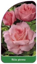 etykiety-szkolkarskie-roza-pienna-nr-32