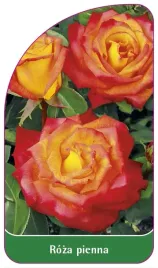 etykiety-szkolkarskie-roza-pienna-nr-23