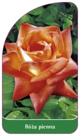 etykiety-szkolkarskie-roza-pienna-nr-25