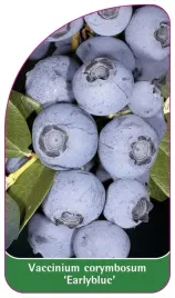 etykiety-szkolkarskie-borowka-wysoka-earlyblue