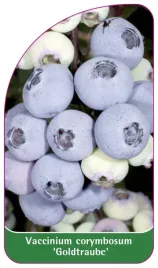 etykiety-szkolkarskie-borowka-wysoka-goldtraube