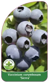 etykiety-szkolkarskie-borowka-wysoka-sierra