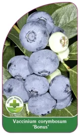 etykiety-szkolkarskie-borowka-wysoka-bonus