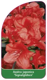 etykiety-szkolkarskie-azalia-japonska-signalgluhe