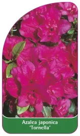 etykiety-szkolkarskie-azalia-japonska-tornella