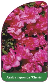 etykiety-szkolkarskie-azalia-japonska-cherie